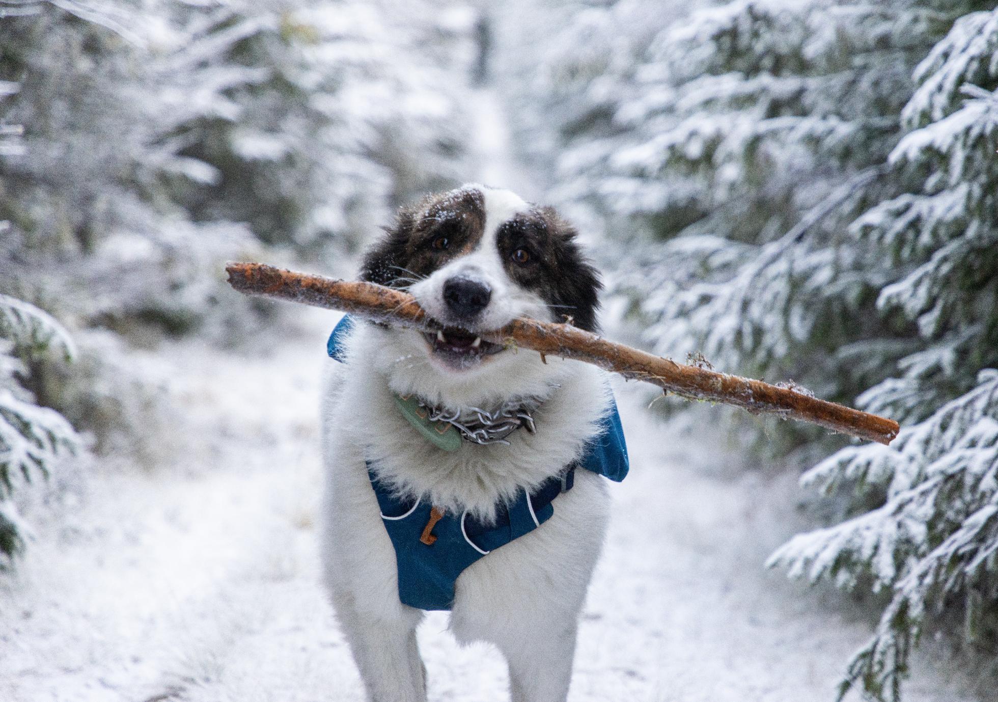 Comment maintenir votre animal actif pendant l’hiver
